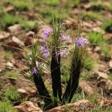 Image result for Xerophyta villosa