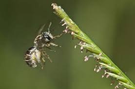 Image result for Wahlenbergia upembensis