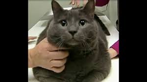 Search through thousands of adverts for kittens & cats for sale in the uk, from pets4homes, the uks most popular free pet classifieds. Fat Cat Youtube