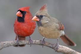 Check spelling or type a new query. 4 Simple Strategies To Attract Cardinals To Your Feeders 2021 Bird Watching Hq