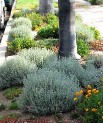 È coltivata a scopo ornamentale sia in vaso che in piena terra. 12 Piante Sempreverdi Da Giardino Per L Inverno Vi Terranno Compagnia Col Freddo