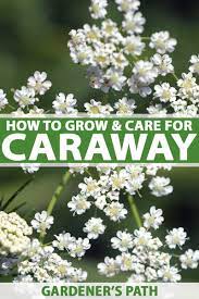 Plant caraway seeds 1 inch apart in rows 18 inches apart. How To Plant And Grow Caraway Plants Gardener S Path
