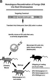 In this way transgenic organisms might be thought. Transgenic Animals In Integrative Biology Approaches And Interpretations Of Outcome Journal Of Applied Physiology