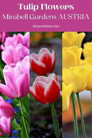 Tulip Flowers From Mirabell Gardens Bright And Colorful I Share Tulips Flowers Different Kinds Of Flowers Tulips Meaning