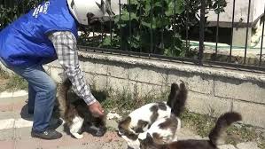Ozel Izinle Sokak Hayvanlarini Besliyor Guncel Yasam Haberleri