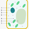 Free animal cell unlabeled download free clip art free. 1