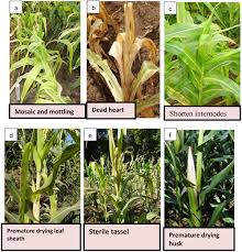 Maybe you would like to learn more about one of these? Response Of Selected Maize Inbred Germplasm To Maize Lethal Necrosis Disease And Its Causative Viruses Sugarcane Mosaic Virus And Maize Chlorotic Mottle Virus In Kenya