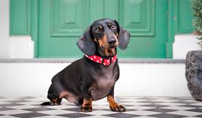Its coat that comes in various mixes of black, white and brown, is similar to its parent the bernese mountain dog which, is generally straight to wavy and requires regular maintainence to avoid. Dachshund Dog Breed Information