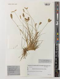 Image result for Tristachya