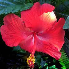 Image result for Hibiscus Red 2017 Vito