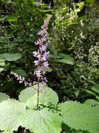 Image result for Plectranthus fruticosus