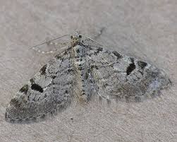 Image result for Eupithecia conterminata