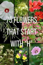 Or use our unscramble word solver to find your best possible play! 70 Flowers That Start With H Flowers Blossom Garden Garden