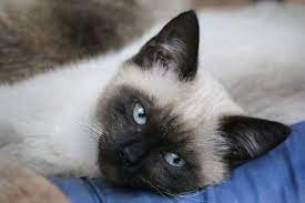 Snowshoe Siamese Cats Personality Health Coat Color Siamese Cats Beautiful Cats Cat Breeds Siamese