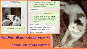 Tekanan darah menurun saat seseorang mendekati ajal. Kucing Sporo Beranak Pinak Psherbs