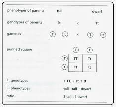 Monohybrid cross problem set university of arizona. Monohybrid Cross Biology Notes For Igcse 2014
