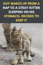 Guy Wakes Up From A Nap To A Stray Kitten Sleeping On His Stomach Decides To Keep It Sleeping Kitten Kittens Cat Stories