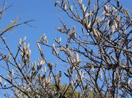 Image result for Acacia hebeclada