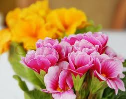 Pink and yellow flowers background. Pink And Yellow Spring Flowers Natural Stock Image Colourbox