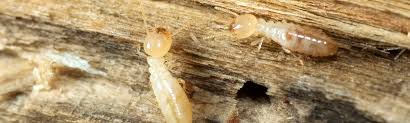 Aptera pros specialize in bees, rodents and termite control in durham, rougemont and the best durham pest control companies know that your infestation is unique to your home or building and proper extermination requires a custom. Capital Pest Services Stops Termite Damage Before It Starts In Raleigh Durham Nc Capital Pest Services Inc