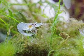 Their lifespan can range from one to one and a half years. Why Do My Ghost Shrimp Keep Dying