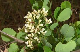 Image result for Dalbergia melanoxylon