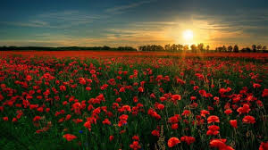 Looking for the best wallpapers? 41 Most Beautiful Flower Wallpapers For Pc Mobile Hd Tech Buzz Online