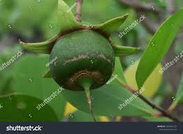 Image result for Sonneratia alba