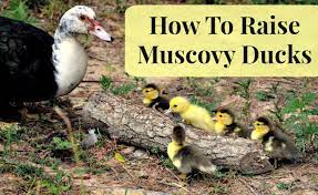 In addition, muscovies also eat other types of insects. How To Raise Muscovy Ducks Podcast 41 Mom Prepares