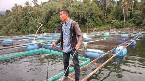 Pesona Danau Maninjau Terancam Rusak Oleh Budidaya Ikan Keramba Jaring Apung Tribunnews Com Mobile