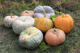Image result for Cucurbita