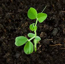 Once planted, peas need little attention other than watering and harvesting. Pea Growing Tips