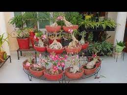 Pin On You Tube Hindi Plant Care Tips