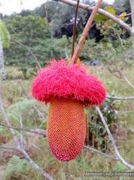 Image result for Laurembergia repens