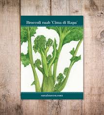 La pianta delle cime di rapa (brassica rapa sylvestris) fa parte questa coltura è diffusa in particolare in puglia e in campania, regioni in cui la cima di rapa, chiamata anche broccoli di rapa, è un. Buy Cima Di Rapa Broccoli Raab Rapini Sarah Raven