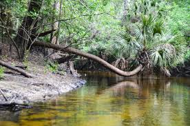 Image result for Alafia caudata