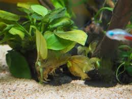 溶けたゴールデンアヌビアスナナ かぴの森