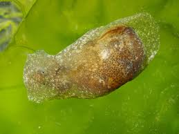 We're bubbling over with joy for the bubble snails - Washington State  Department of Ecology
