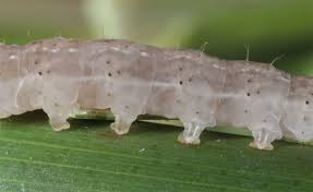 Image result for Chilodes maritima