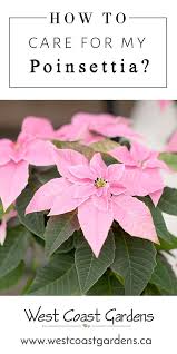 Pretty Poinsettias Care And Display Ideas For Your Christmas Home House Home Tips West Coast Gardens Poinsettia Plant Christmas Plants Poinsettia