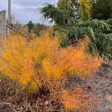 Image result for Cyanastrum johnstonii