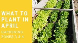 Best flowers for vegetable garden zone 7. What To Plant In Your Garden In April Zones 3 And 4 Youtube