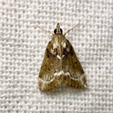 Image result for Otiophora