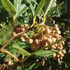 Image result for Searsia tomentosa