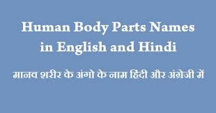 Jahng, मुख्य भाग, गूगल अनुवाद, pitta body part. Human Body Parts Names In English And Hindi Man And Women Body Parts