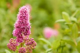 Image result for Spiraea billardii
