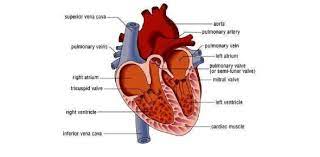Displaying 207 questions associated with heart. Quiz Functions Of The Heart Trivia Proprofs Quiz