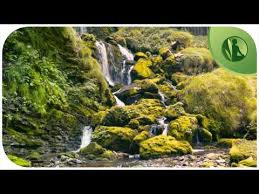 Relaxar a mente com sons de cachoeira no meio da floresta. 3 Horas Com Sons Da Natureza Agua Passaros Hd Para Relaxar E Meditacao Youtube