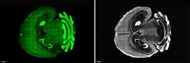 Guppy, who was at first as open as the sun at noon, but who suddenly shut up as close as midnight. Optimizing Probes To Image Cleared Tissue Nature Methods