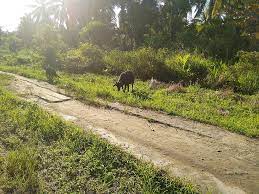Read or print original bunga di tepi jalan lyrics 2021 updated! File Kambing Hitam Di Tepi Jalan Pasenggerahan Jpg Wikimedia Commons